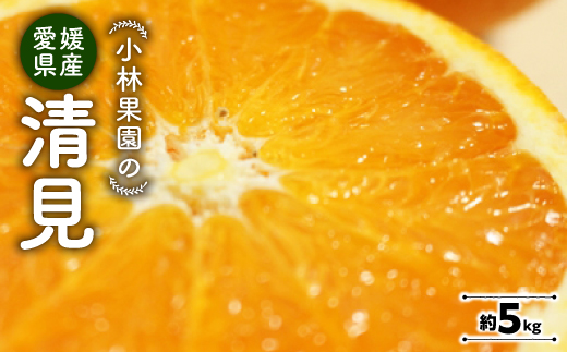 小林果園の清見(約5kg)【C24-25】【1124431】