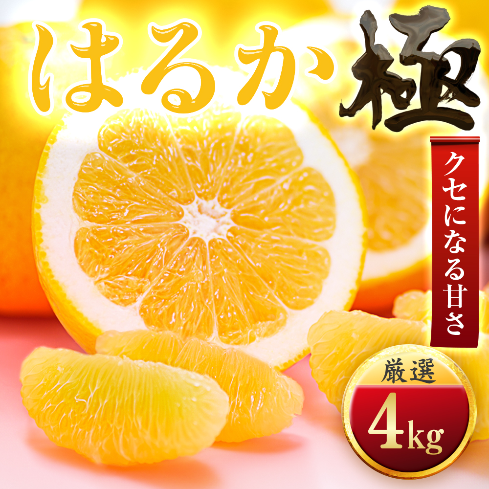 【太陽をたっぷり浴びた】はるか【極】4kg【C49-48】【1509745】 YWTZ040