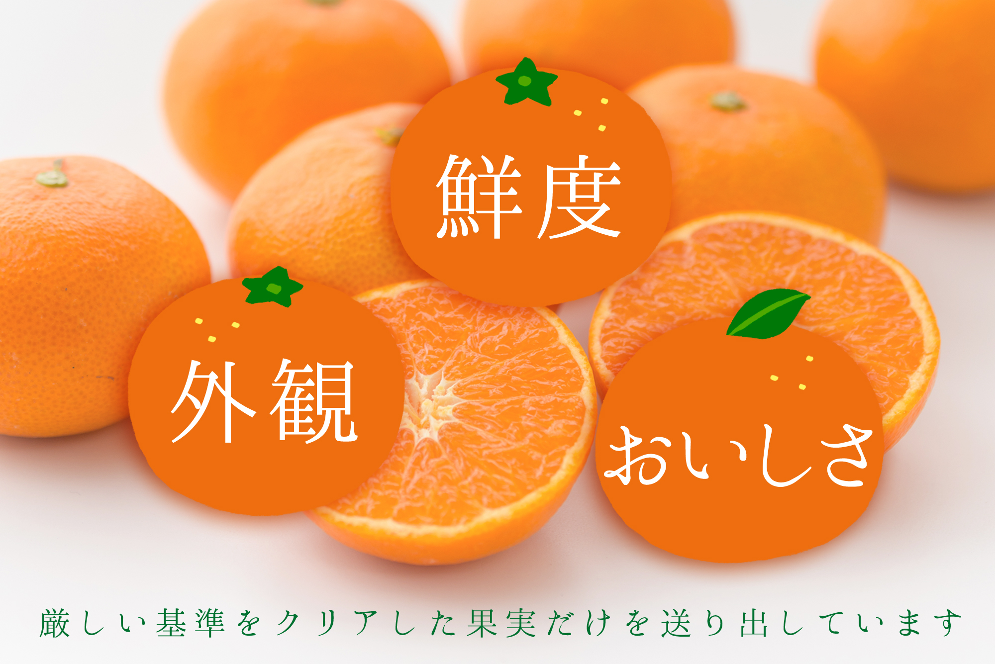 コウ果樹園の柑橘の大トロ　せとか約2kg YWTG030