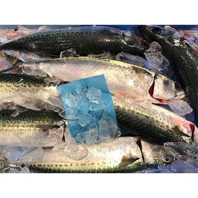 ç«¹äžæ°Žç£ã®çé¯5ãã!ãF22-241ããé
éäžå¯å°åïŒé¢å³¶ã»åæµ·éã»æ²çžçã»æ±åã»é¢æ±ã»ä¿¡è¶ãåéžã»æ±æµ·ã»ä¹å·ãã1073402ã