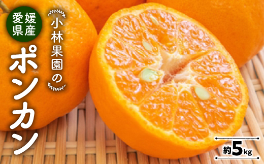 小林果園のポンカン(約5kg)【C24-18】【1124424】
