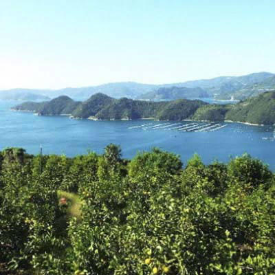 【先行受付】愛媛の“三大高級柑橘”の一つ!「甘平(かんぺい)」約3.5kg入【訳あり】【C28-23】【配送不可地域：離島】【1046128】 YWTN016