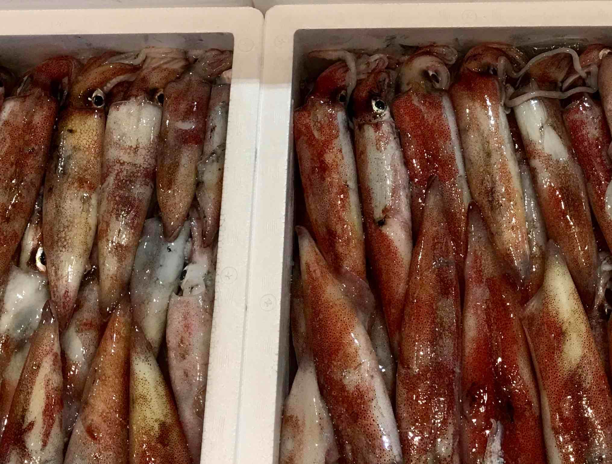 【冷凍便】八幡浜発!「白イカ(剣先イカ)」ドカーンと1.5kg!【D22-217】【配送不可地域：離島】【1043152】 YWTM035
