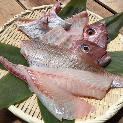 鯛三昧〜八幡浜産・真鯛まるごとセット〜【C14-8】【配送不可地域：離島】【1043986】