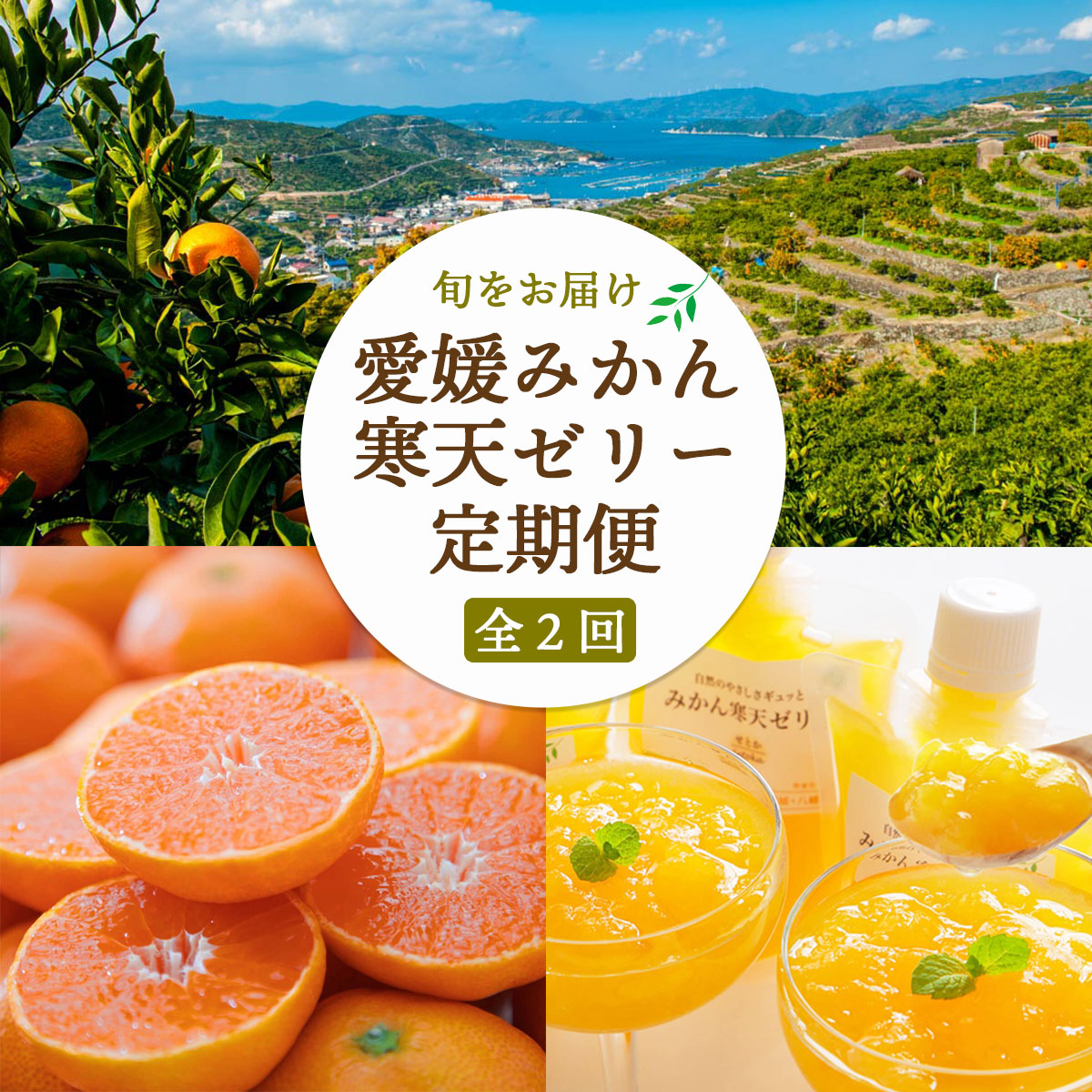 【発送月固定定期便】愛媛みかん&みかん寒天ゼリー ミヤモトオレンジガーデン【E25-159】全2回【4050050】 YWTAP101