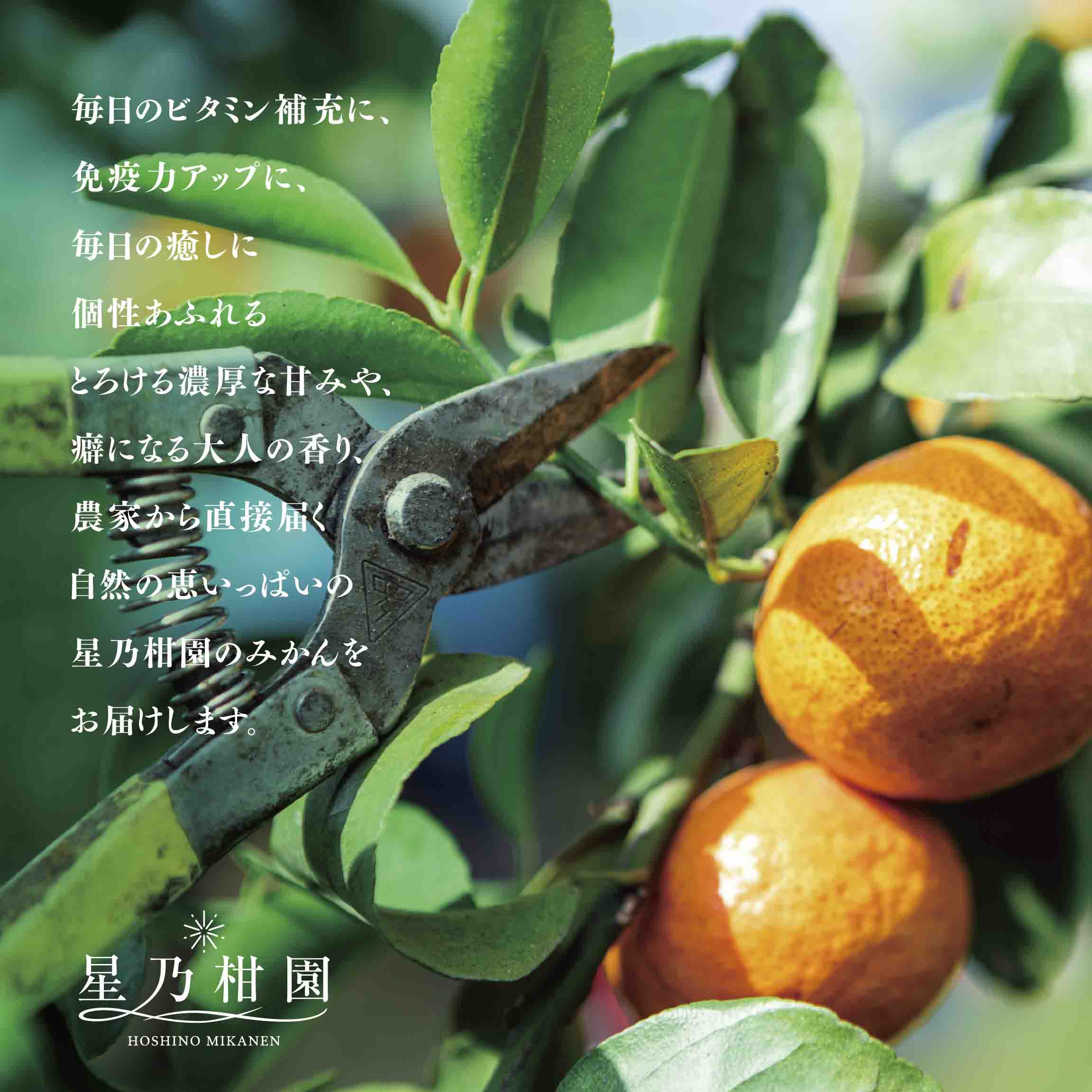 【三つ星ブランド】星乃せとか(3kg)【D45-93】【1625776】 YWTAZ055