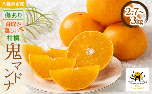 柑橘の鬼たちがつくる八幡浜産・鬼 マドンナ (2.7kg〜3.0kg)[ 傷あり ]【E56-33】【配送不可地域：離島・北海道・沖縄県】【1360891】