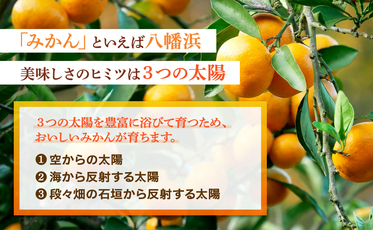倪éœã®å
ã»ç³å£ã®åå°å
ã»æµ·é¢ã®åå°å
ãæµŽã³ãŠè²ã£ããå
«å¹¡æµã¿ãããçŽ3ãããB39-78ããé
éäžå¯å°åïŒé¢å³¶ãã1625774ã YWTF053