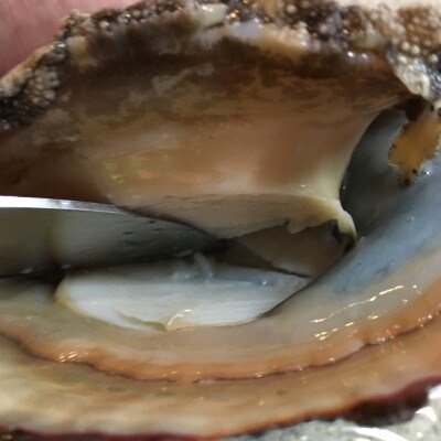 【3ヵ月毎定期便】八幡浜発竹中水産の大アワビ900g以上(2〜5個)【H22-289】全2回【配送不可地域：離島・北海道・沖縄県】【4076813】