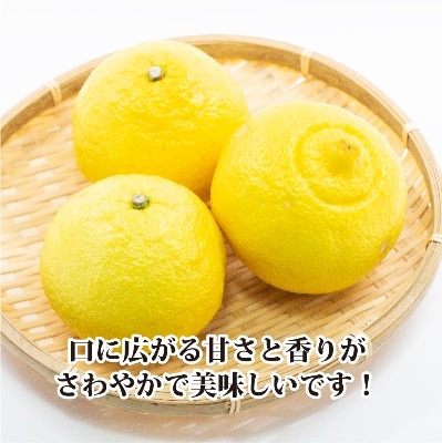 2026年2月発送開始　ジューシーな甘さ!「はるか」約5キロ　【C39-7】【配送不可地域：離島】【1280653】