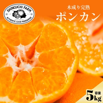 【甘味と酸味のバランスが絶妙】ポンカン 5kg 愛媛県産【D70-24】【1470666】