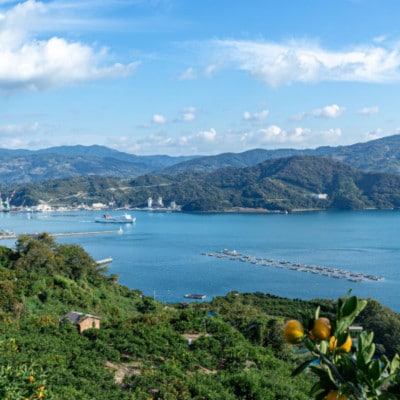 【創業85年 親子4代 愛媛みかん 一筋】訳あり 愛媛みかん 20kg【H20-82】【1623264】