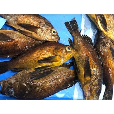 ç«¹äžæ°Žç£ã®å€§ãµã€ãºãã¡ãã«åã¯ããŽã2ãã!ãG22-243ããé
éäžå¯å°åïŒé¢å³¶ã»åæµ·éã»æ²çžçã»æ±åã»é¢æ±ã»ä¿¡è¶ãåéžã»æ±æµ·ã»ä¹å·ãã1073404ã