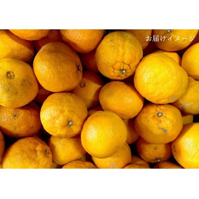 縲舌#螳カ蠎ュ逕ィ縲台ク咲衍轣ォ 5kg 縺ソ縺九s 諢帛ェ帷恁 蜈ォ蟷。豬懷ク 隘ソ螳蜥悟慍蛹コ縲燭25-388縲代1718388縲