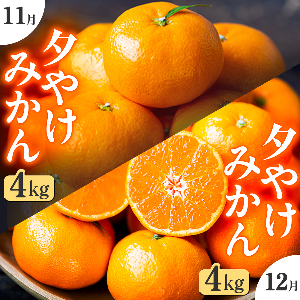 【発送月固定定期便】「こたつの上の冬物語」夕やけみかん(4kg)【F49-71】全2回【4056122】 YWTZ003