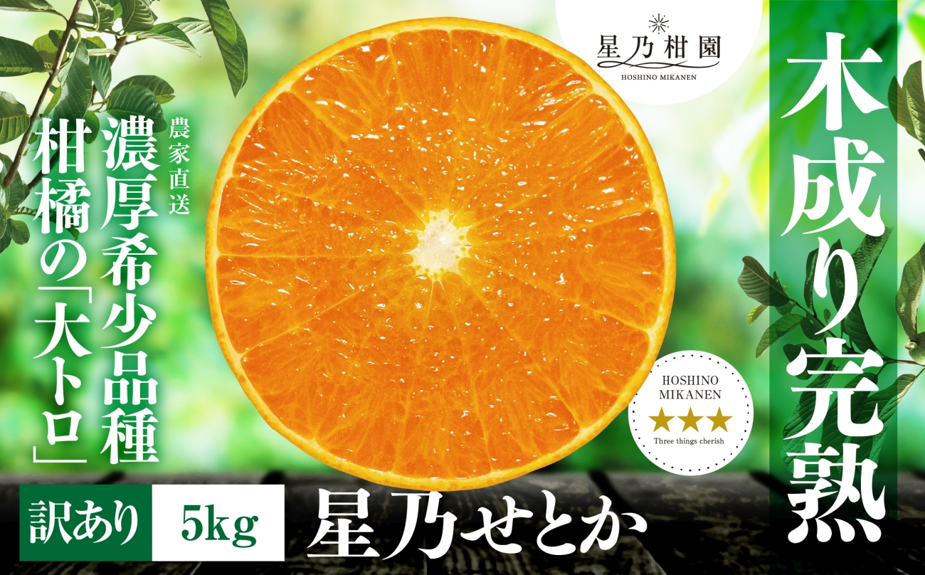 【訳あり】星乃せとか 柑橘の大トロ(5kg)【C45-97】【1650682】