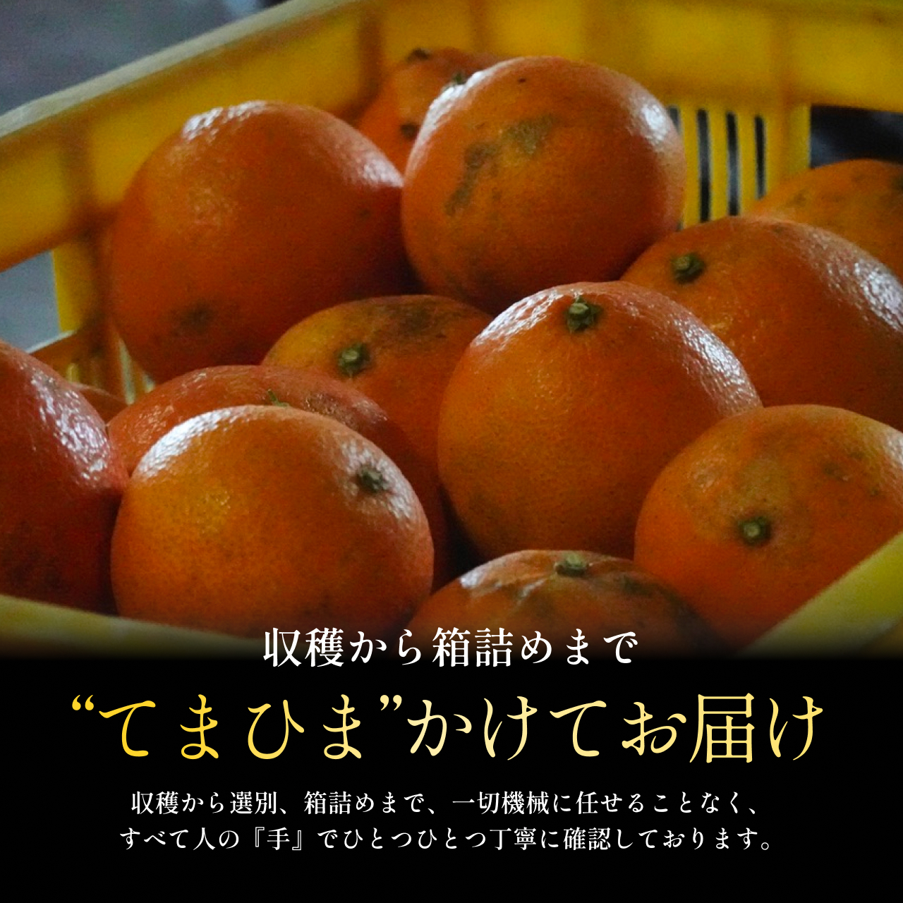 ãæ°ééå®ãä»ã·ãŒãºã³çºé!ãèš³ããããŸã©ã㪠5.5kgãçŽ
ãŸã©ã㪠ãšååçš®ããF70-141ãã1688017ã YWTK140