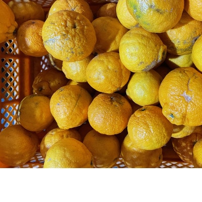 【訳あり】不知火(しらぬい)10kg【C21-51】【1677015】