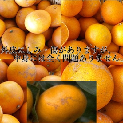 2025年11月発送開始　ぷるぷる食感!「 まどんな 」約3.5 キロ【 訳あり 】【D39-44】【配送不可地域：離島】【1419628】