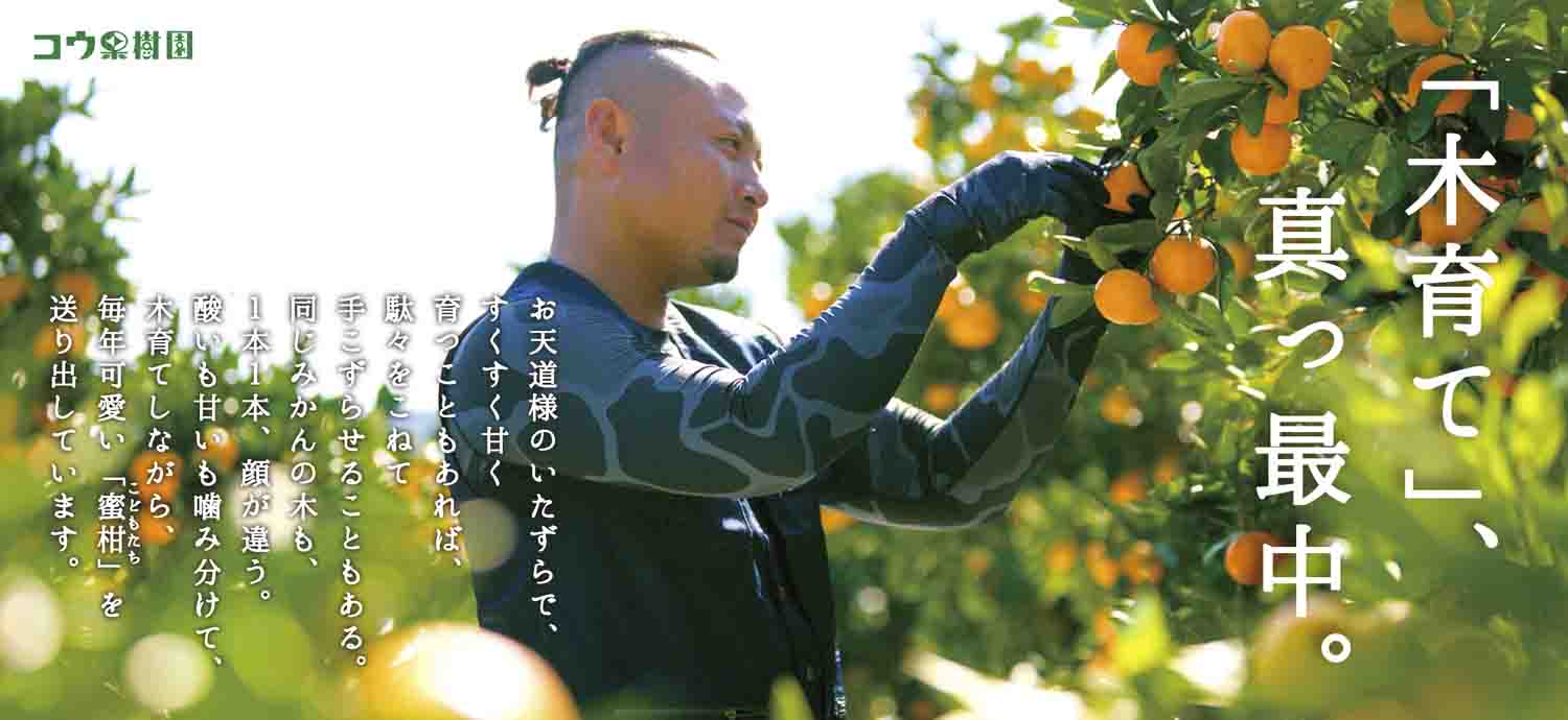 【発送月固定定期便】コウ果樹園の人気柑橘定期便【H33-44】全4回【4053172】 YWTG026