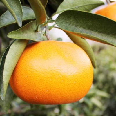 æåªã®ææ©ã®ä»£åè©!ãããšããçŽ2.5kgå
¥ãC28-40ãã1437356ã