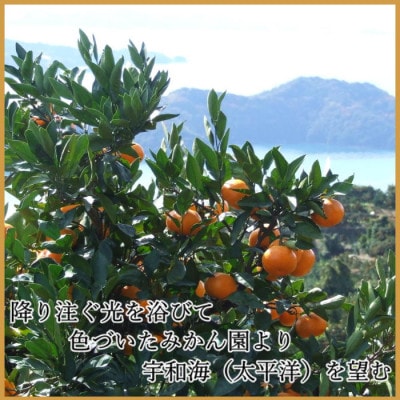 極撰柑橘【雅プレミアム】糖度保証・光センサー合格品「八幡浜温州みかん」約3キロ【C39-63】【配送不可地域：離島】【1614679】