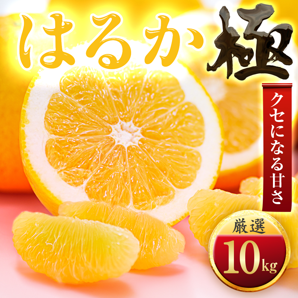 【太陽をたっぷり浴びた】はるか【極】10kg【F49-50】【1509747】 YWTZ042