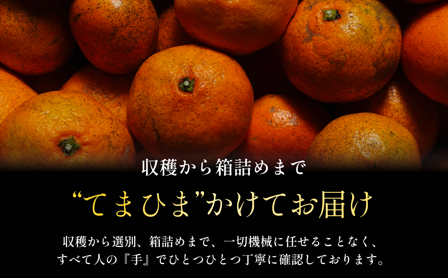 縲占ィウ縺ゅj縲第帛ェ帙∩縺九s 5.5kg 諢帛ェ帷恁逕」縲植70-149縲代1700901縲 YWTK148