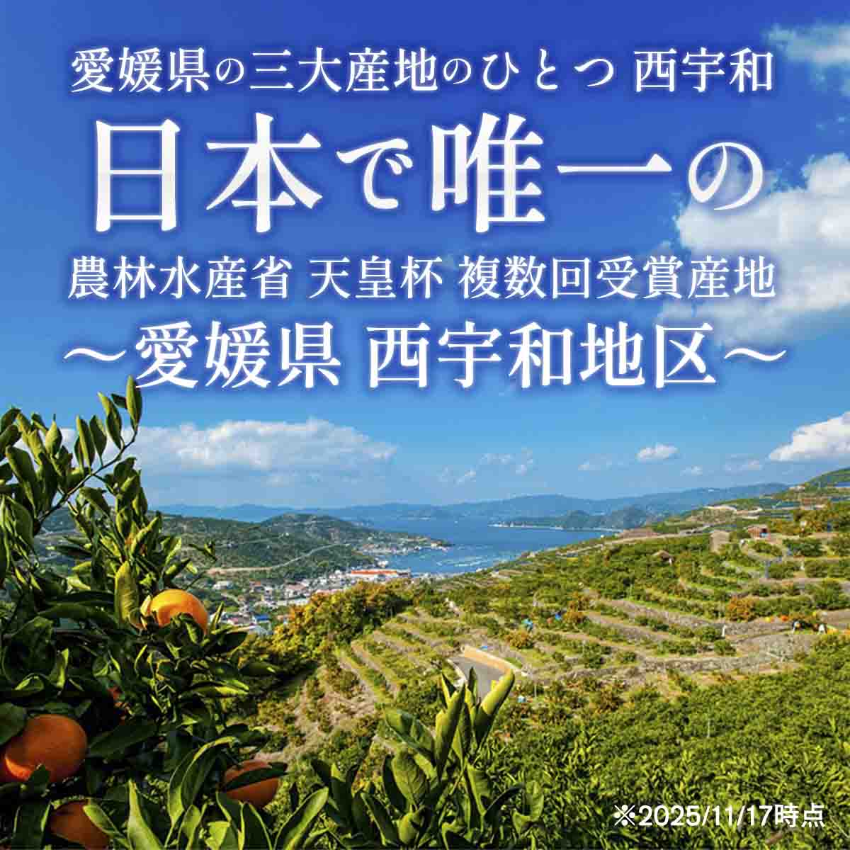 【先行受付】 【訳あり】せとか 7kg 愛媛県 八幡浜産市 西宇和地区 柑橘の女王【E25-329】【1714501】 YWTAP270