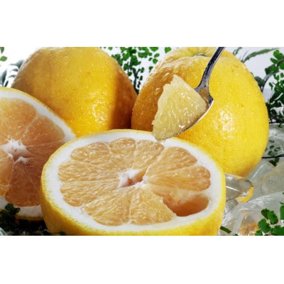 八幡浜産・河内晩柑8kg【訳あり】【C56-23】【配送不可地域：離島】【1293831】