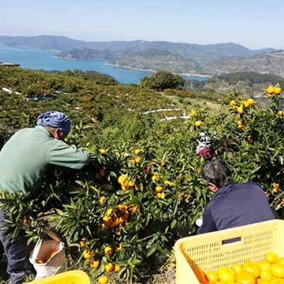 蟆乗棊譫懷恍縺ョ縺帙→縺&荳咲衍轣ォ繧サ繝繝(蜷邏2.5kg蜈・)縲燭24-21縲代1124427縲