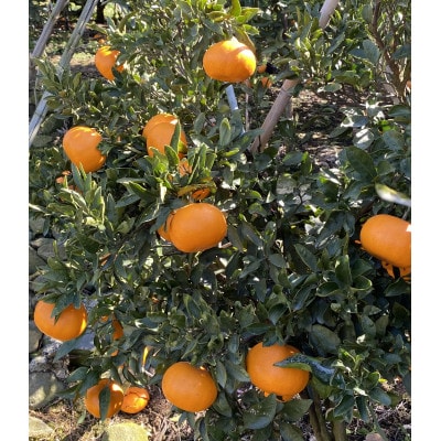 æåªçå
«å¹¡æµç£ãããšãã3kgããµã€ãº2LãL/12çã15çãF79-28ãã1698563ã