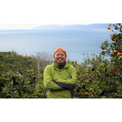 柑橘の鬼たちがつくる八幡浜産・甘平(2.7kg〜3.0kg)[贈答用]【E56-22】【1270403】