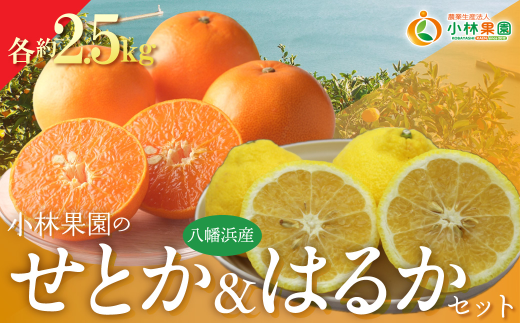 【先行受付】小林果園のせとか&はるかセット(各約2.5kg入)【C24-23】 YWTAD016