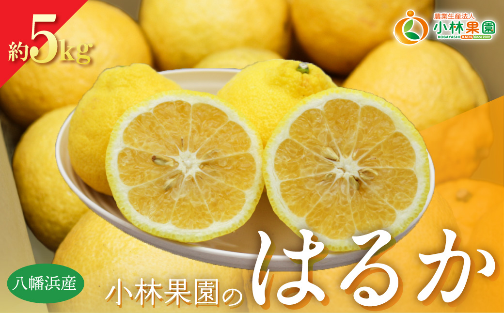 縲仙郁。悟女莉倥大ー乗棊譫懷恍縺ョ縺ッ繧九°(邏5kg)縲燭24-22縲 YWTAD015