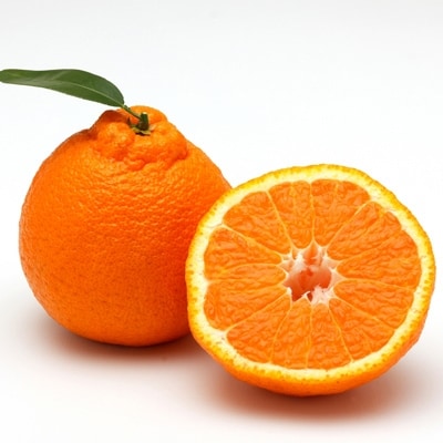 蟆乗棊譫懷恍縺ョ縺帙→縺&荳咲衍轣ォ繧サ繝繝(蜷邏2.5kg蜈・)縲燭24-21縲代1124427縲