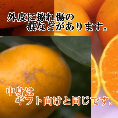 年明け提供・家庭向き　限定400ケース　ぷるぷる新食感「まどんな」約3.5キロ【C39-84】【1704637】