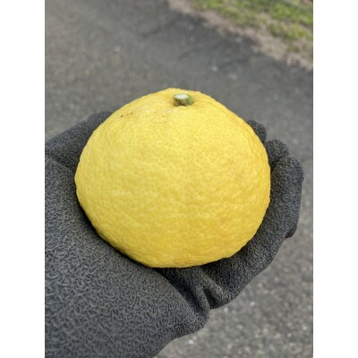 愛媛県八幡浜市産 はるか5kg(梱包込)【C85-4】【1567152】