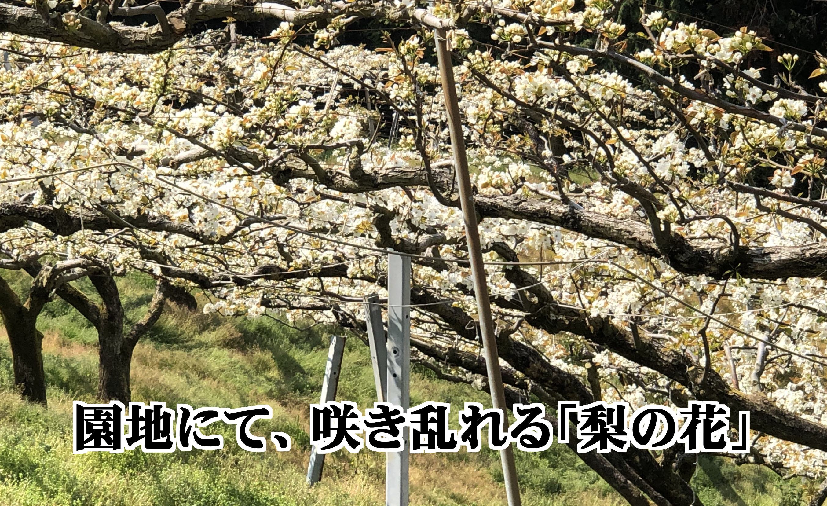 縲仙郁。悟女莉倥大ォ蟷。豬懊ョ譴ィ縲∵棡豎√◆縺」縺キ繧!!縲瑚ア頑ーエ縲4繧ュ繝ュ縲織39-37縲代宣埼∽ク榊庄蝨ー蝓滂シ夐屬蟲カ縲代1316567縲 YWTF017