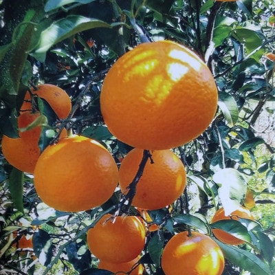 今・旬・越冬完熟 愛媛の清見タンゴール約7kg【C69-4】【1492082】