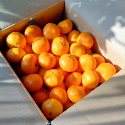 【完熟&熟成】愛媛で育った夕やけみかん【極】3kg　※年明け発送【C49-77】【1557679】