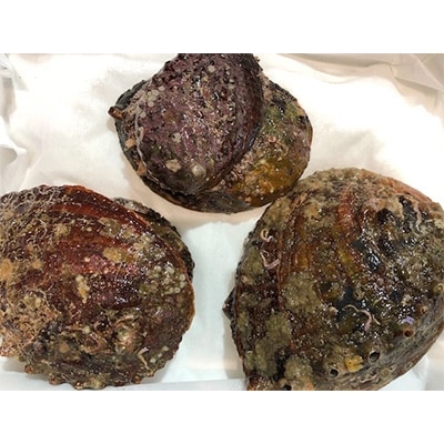 竹中水産の天然小アワビ、殻付きのままでバター焼き800g前後(7〜10個目安)【G22-247】【配送不可地域：離島・北海道・沖縄県】【1073904】