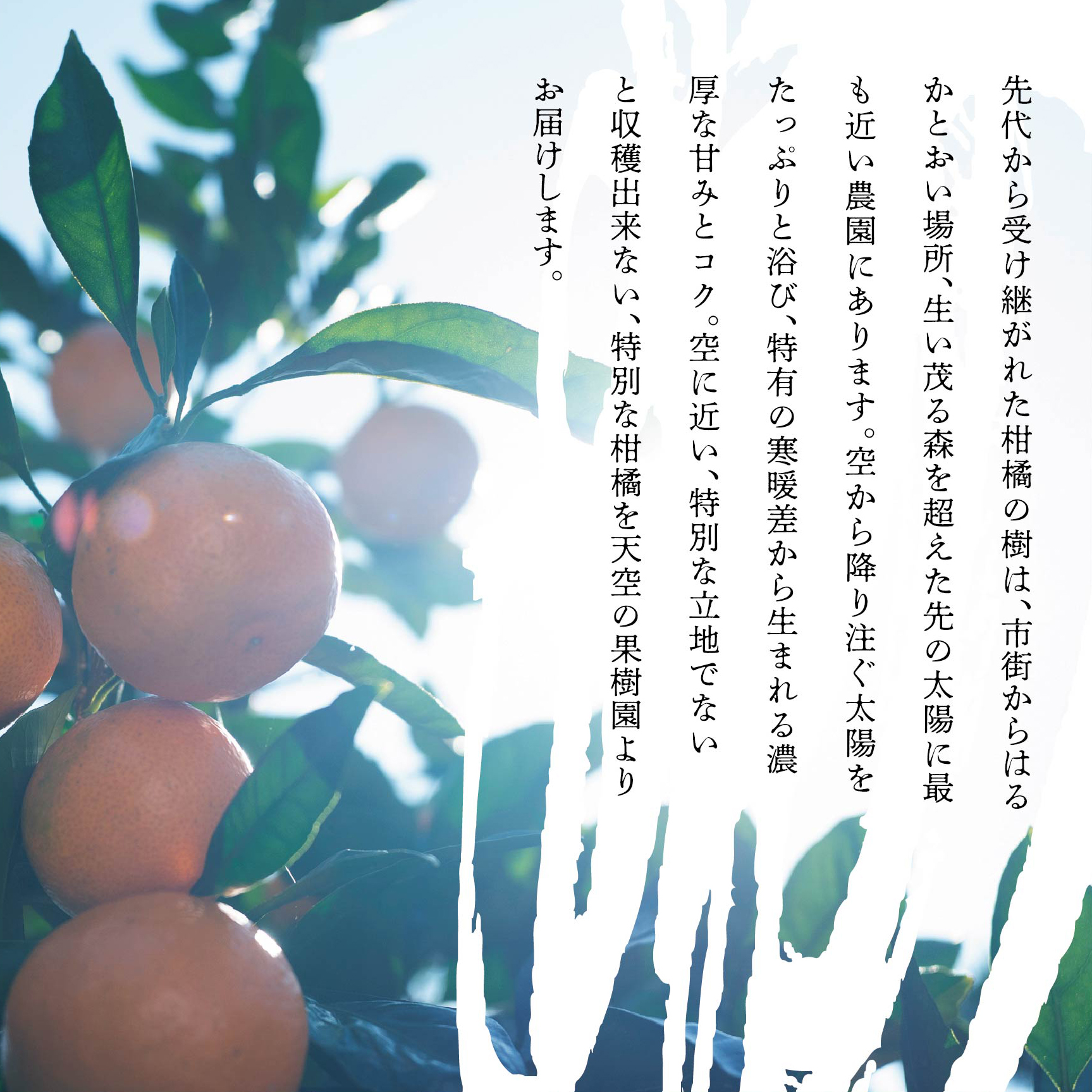 【先行受付】【訳あり】天空の果樹園から届く そらまどんな(5kg)【D95-1】【1339406】 YWTAQ001