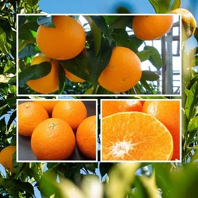 2025年11月より発送開始　ぷるぷる食感!!「まどんな」約2キロ【訳あり・家庭用】【C39-58】【配送不可地域：離島】【1512437】