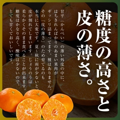 【愛媛限定】驚きの甘さ!幻の柑橘《甘平》2kg(M〜3L玉混合)【D31-55】【1660047】