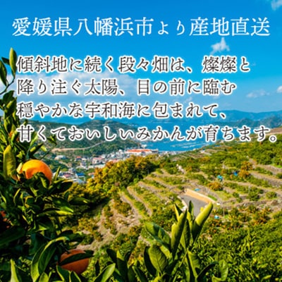 とろける濃厚柑橘 せとか ギフトボックス入り【E25-98】【1360096】