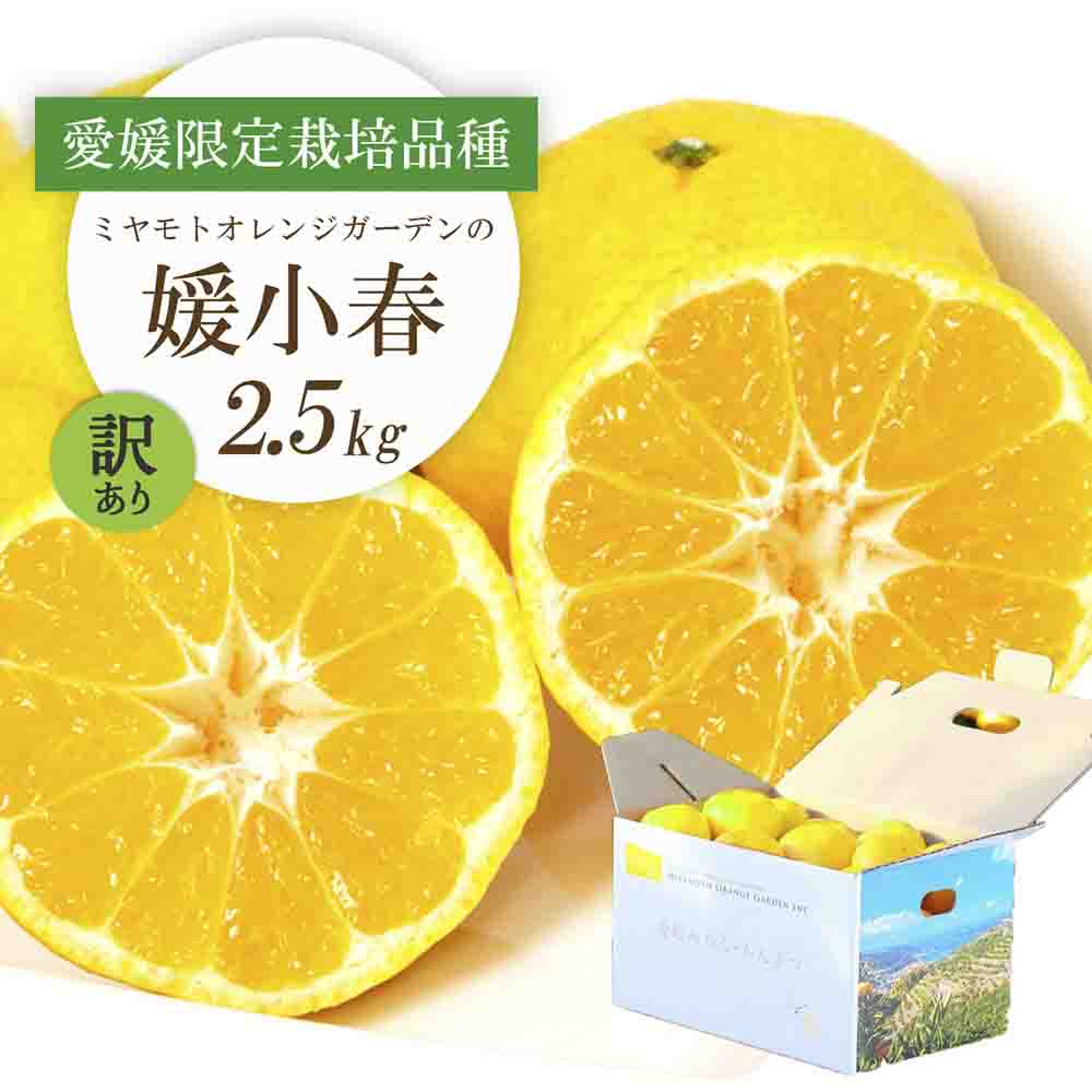 【先行受付】希少柑橘 媛小春(ひめこはる) 2.5kg【訳あり】【D25-183】【1608026】 YWTAP124