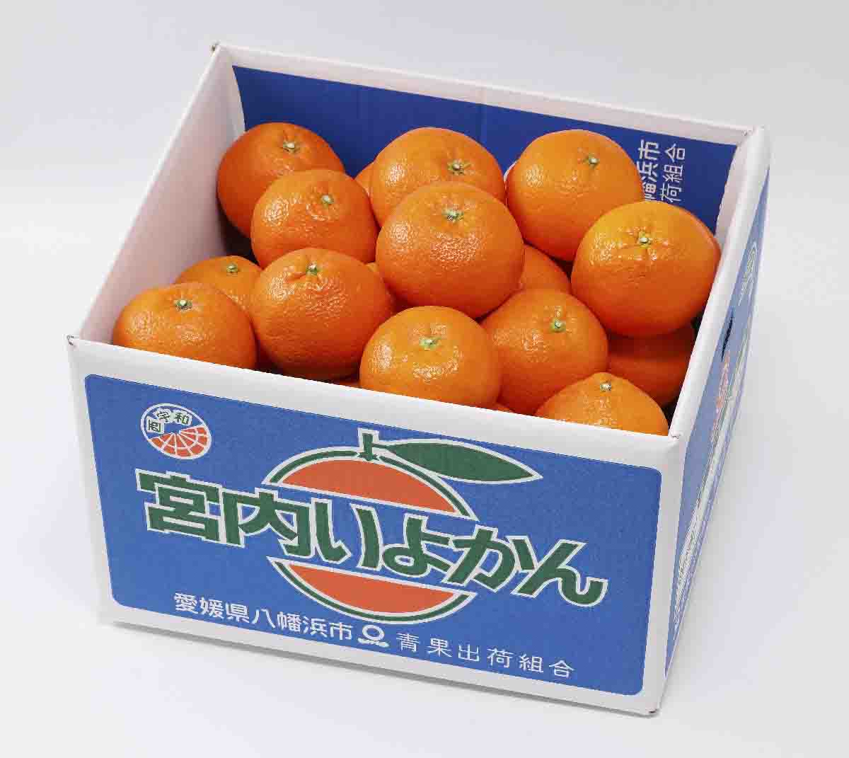 【爽やか香りと柔らかジューシーな果肉】愛媛八幡浜産 宮内伊予柑 10kg【D20-6】【1094591】 YWTI006