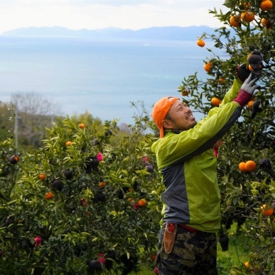 八幡浜産・ぽんかん6kg[数量限定!200セット]【C56-11】【1138963】