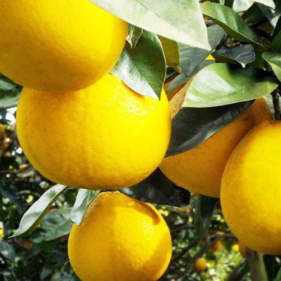 口いっぱいに広がる爽やかさ!「河内晩柑」約4kg(Mサイズ以上)【C28-11】【1076999】